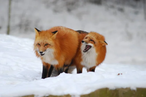 Wildszene Schöne Natur — Stockfoto