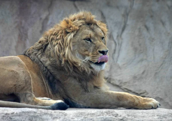 Leão Predador Animal Predador Felino — Fotografia de Stock
