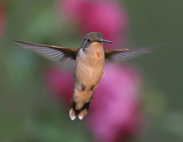 Młodzieńcze Ruby Throated Hummingbird Avibase — Zdjęcie stockowe