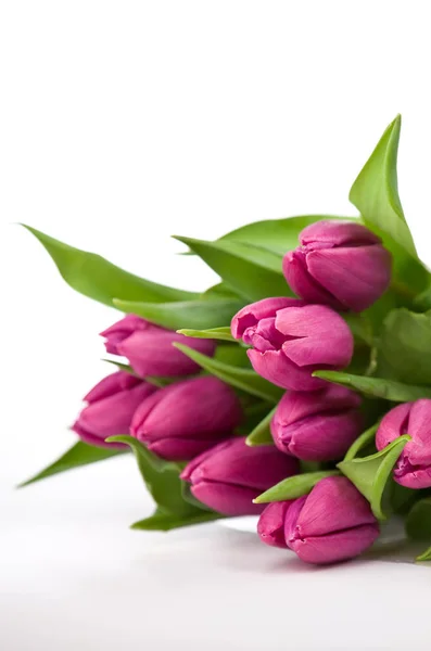 Schöne Tulpenblüten Flora Frühling — Stockfoto