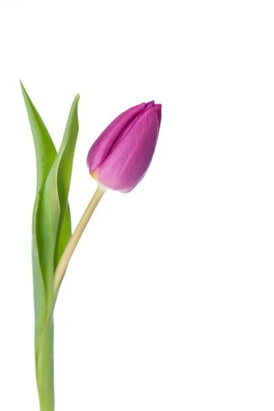 Fiori Tulipani Petali Flora Primaverile — Foto Stock