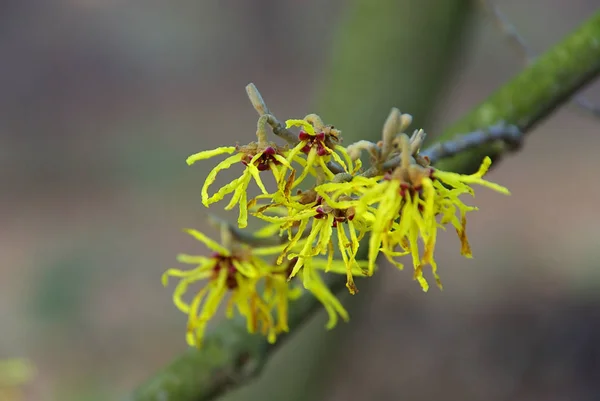 Beauty Blossoming Plant Daytime Royalty Free Stock Images