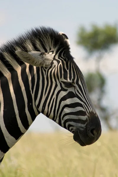 Black White Striped Zebra Animal Mammal Stock Photo