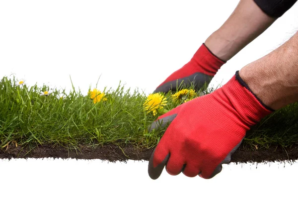 Schöne Aussicht Auf Natürliche Löwenzahnblume — Stockfoto