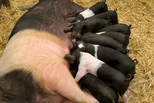 Bovini Domestici Pascolo — Foto Stock