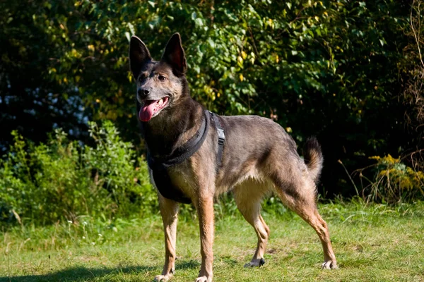 Porträt Eines Süßen Hundes — Stockfoto