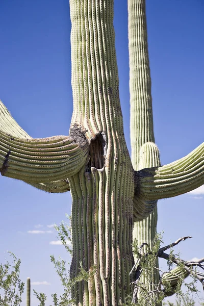 Nationaal Park Saguaro Arizona Usa — Stockfoto