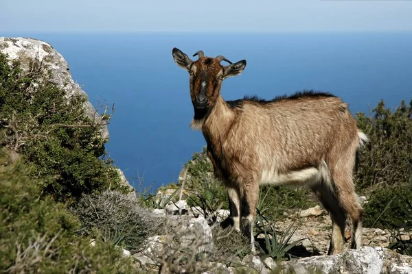 Dağ Keçisi Doğadaki Hayvan — Stok fotoğraf