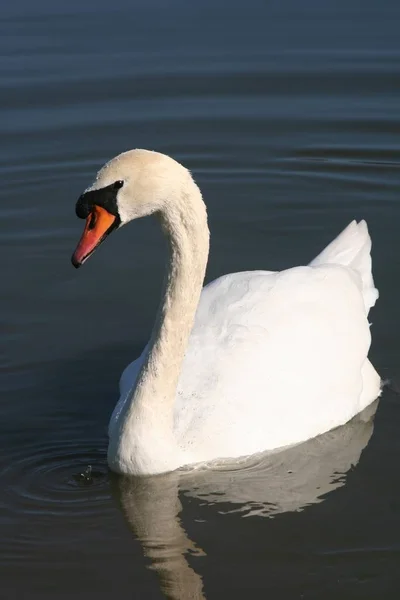 Zwaan Vogel Dier Het Wild — Stockfoto