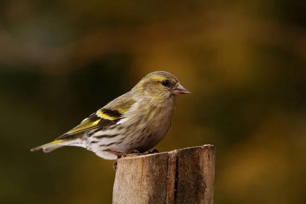 Vacker Utsikt Över Vacker Fågel Naturen — Stockfoto