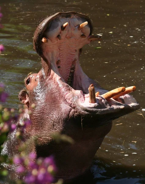 Flusspferd Säugetier Nilpferd — Stockfoto