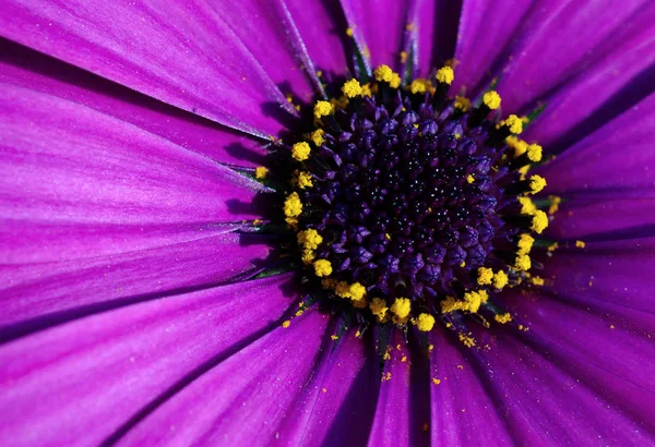 美しい花 花のコンセプトの背景 — ストック写真