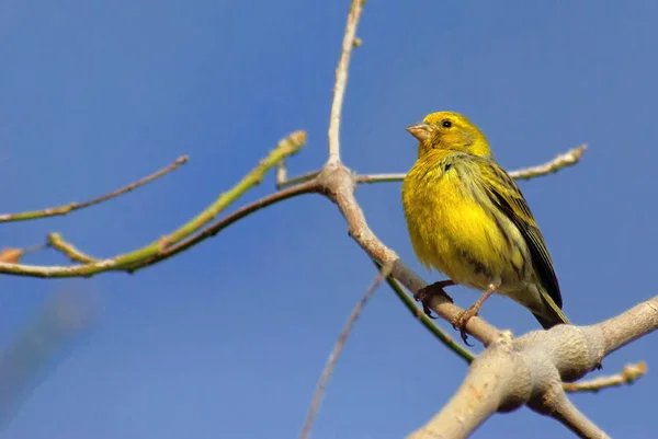 Vista Bellissimo Uccello Natura — Foto Stock