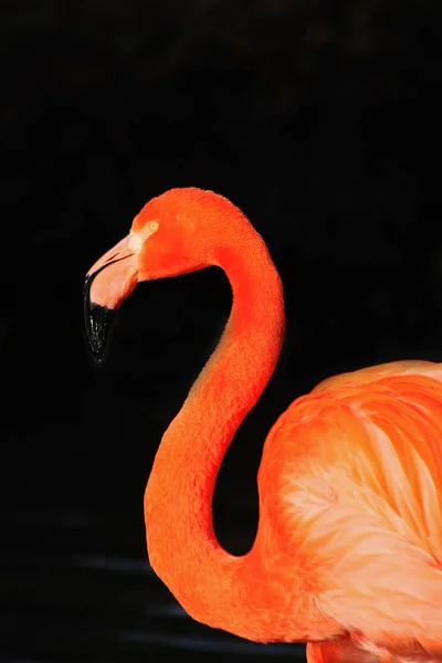 Malebný Pohled Krásné Plameňák Pták Přírodě — Stock fotografie