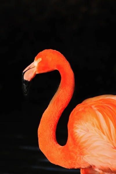 Vacker Utsikt Över Vackra Flamingo Fågel Naturen — Stockfoto