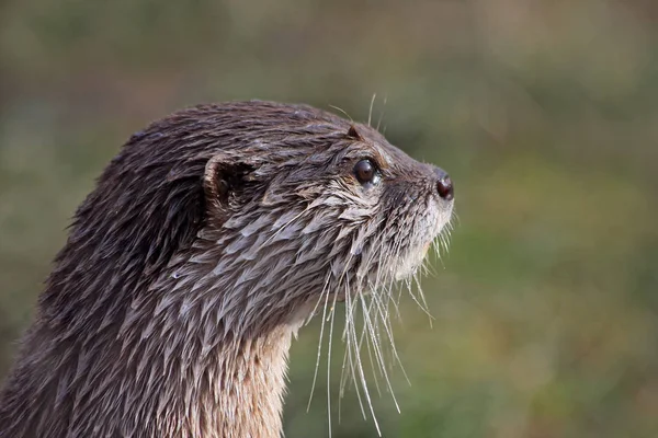 Loutres Animaux Aquatiques Faune Naturelle — Photo