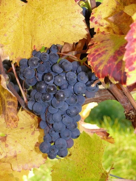 Natureza Folhagem Árvore Uvas Crescem Com Folhas — Fotografia de Stock