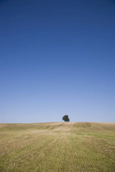 Дубове Дерево Полі — стокове фото