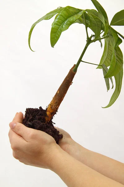 Mão Segurando Uma Pequena Planta Nas Mãos Menina — Fotografia de Stock