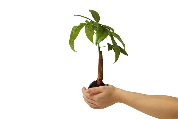 Mão Segurando Uma Planta Jovem Palma — Fotografia de Stock