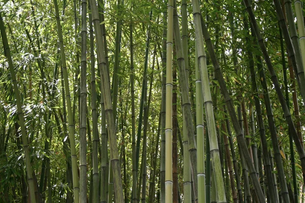 Vacker Botanisk Skott Naturliga Tapeter — Stockfoto