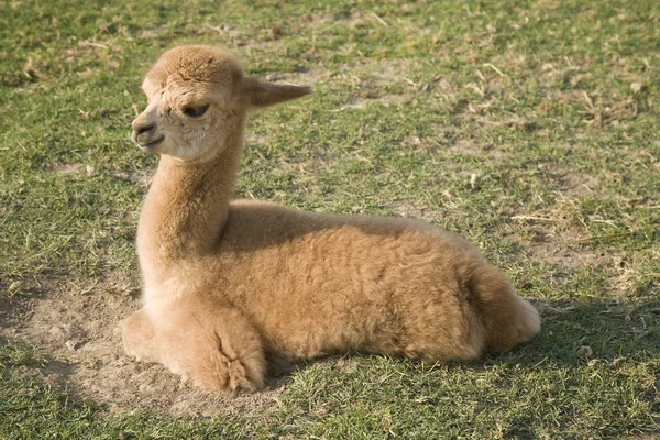 Lustigt Alpacadjur Vilda Däggdjur — Stockfoto