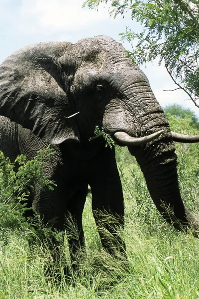 Африканское Млекопитающее Травоядное Животное Слон — стоковое фото