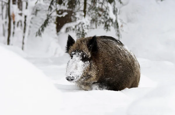 Wildlife Scene Prachtige Natuur — Stockfoto