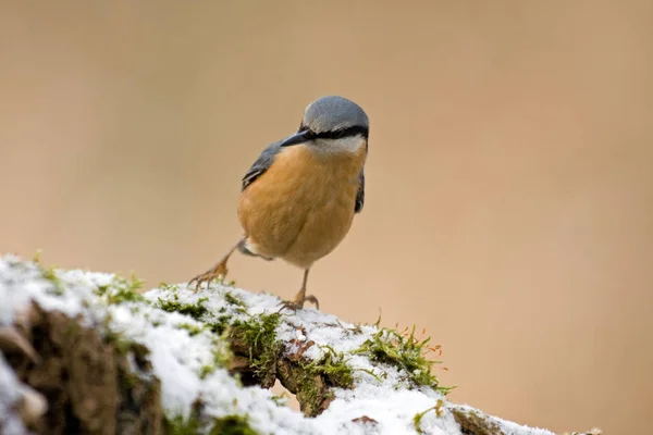 Malebný Pohled Krásné Nuthatch Ptáka — Stock fotografie