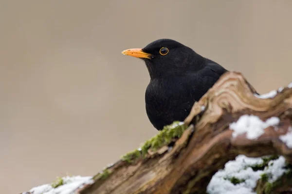 Zangvogel Ornithologie Fauna — Stockfoto