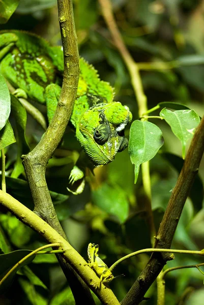 Kaméleon Állat Trópusi Gyík Hüllő — Stock Fotó