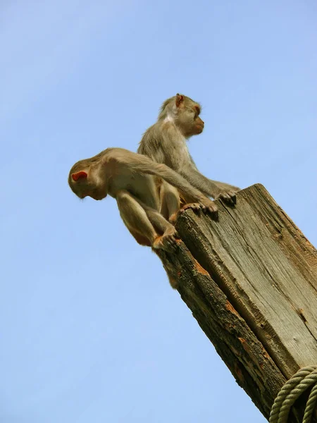 Wildszene Schöne Natur — Stockfoto