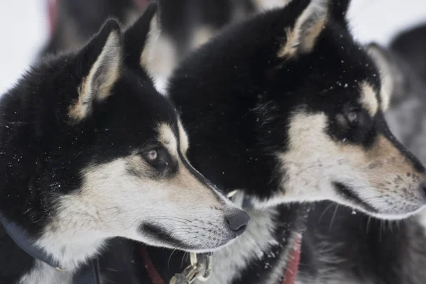 Tiro Aire Libre Perros Lindos — Foto de Stock