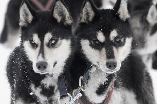 Outdoor Shot Van Schattige Honden — Stockfoto