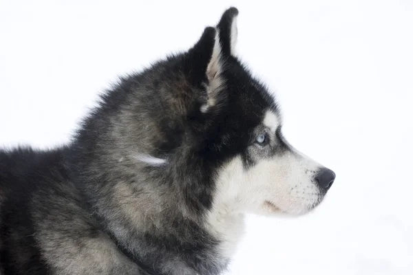 Husky Dog Animal Pet — Stock fotografie