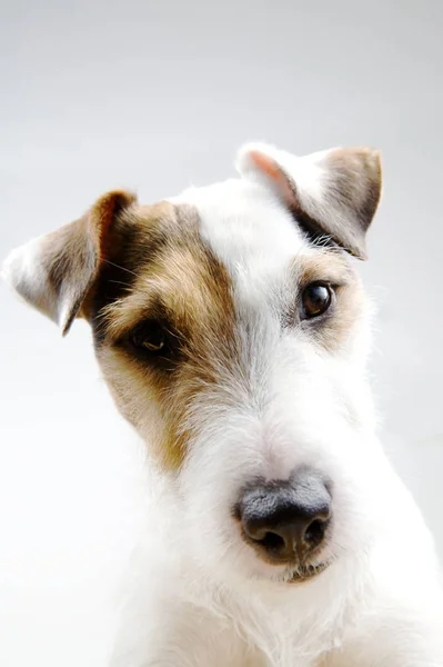 Visão Cênica Cão Cachorrinho Bonito — Fotografia de Stock