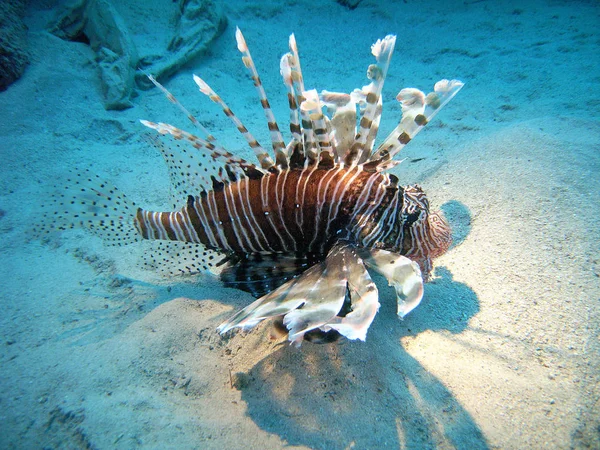 Undervattensvatten Och Lejonfisk — Stockfoto