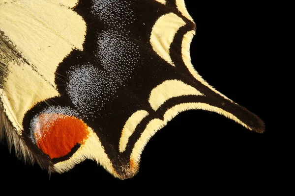 Detail Butterfly Wing — Stock Photo, Image