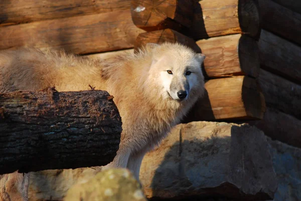 Vacker Utsikt Över Vild Varg Naturen — Stockfoto