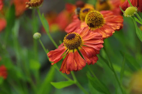 Beautiful Botanical Shot Natural Wallpaper — Stock Photo, Image