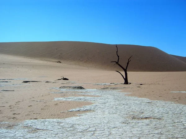 沙质沙漠 沙丘景观 — 图库照片