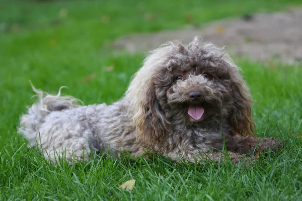 Portrait Cute Dog — Stock Photo, Image