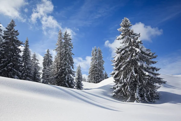 Zimowy Krajobraz Grupą Drzew — Zdjęcie stockowe