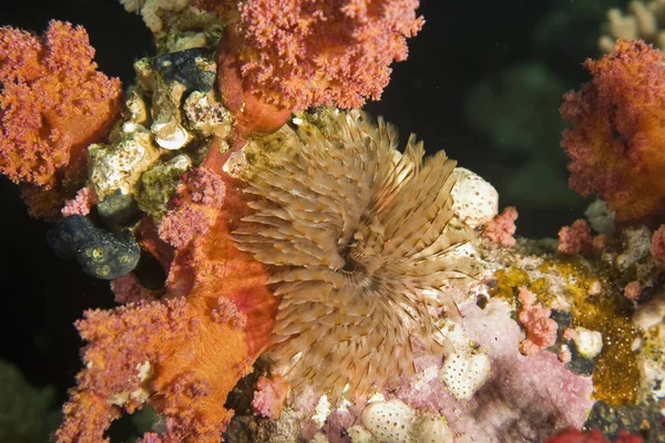 深海の柔らかいサンゴや水中で — ストック写真