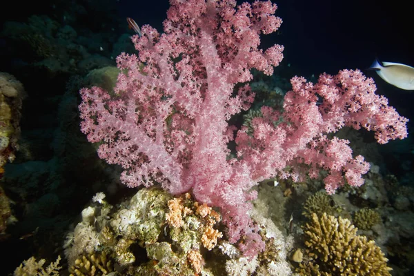 Coral Macio Águas Profundas Debaixo Água — Fotografia de Stock