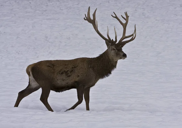 Red Deer Animal Antlers — Stock Photo, Image