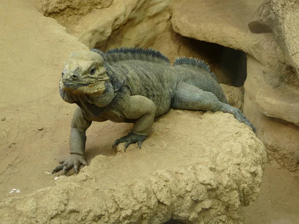 Экзотическое Животное Ящерица Рептилия — стоковое фото