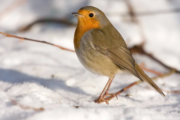 Doğadaki Güzel Robin Bird Manzarası — Stok fotoğraf