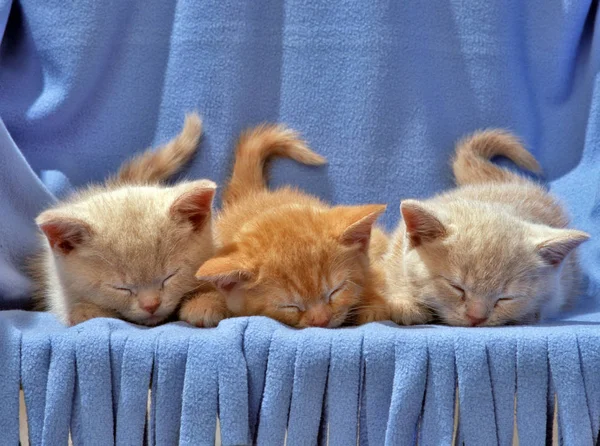 Две Кошки Спят Кровати — стоковое фото
