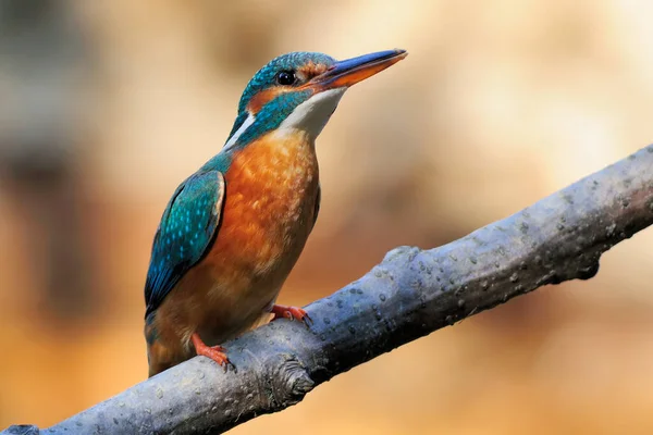 Kingfisher Στον Απογευματινό Ήλιο Εικόνα Είναι Unedited Εκτός Από Noising — Φωτογραφία Αρχείου